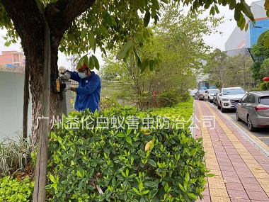 江高街道灭治树木白蚁